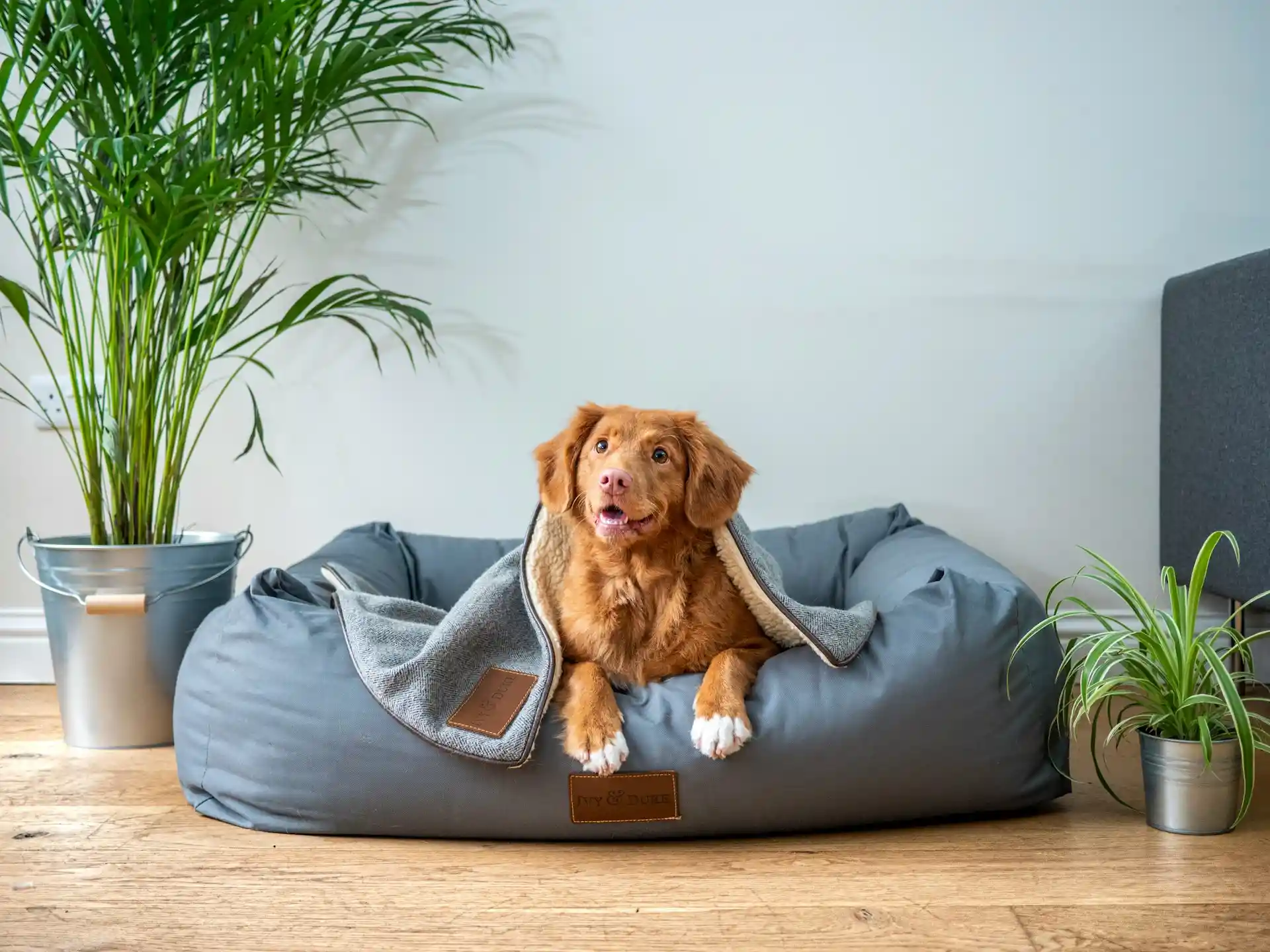 Best 10 Print-on-Demand Pet Products to Sell in 2026