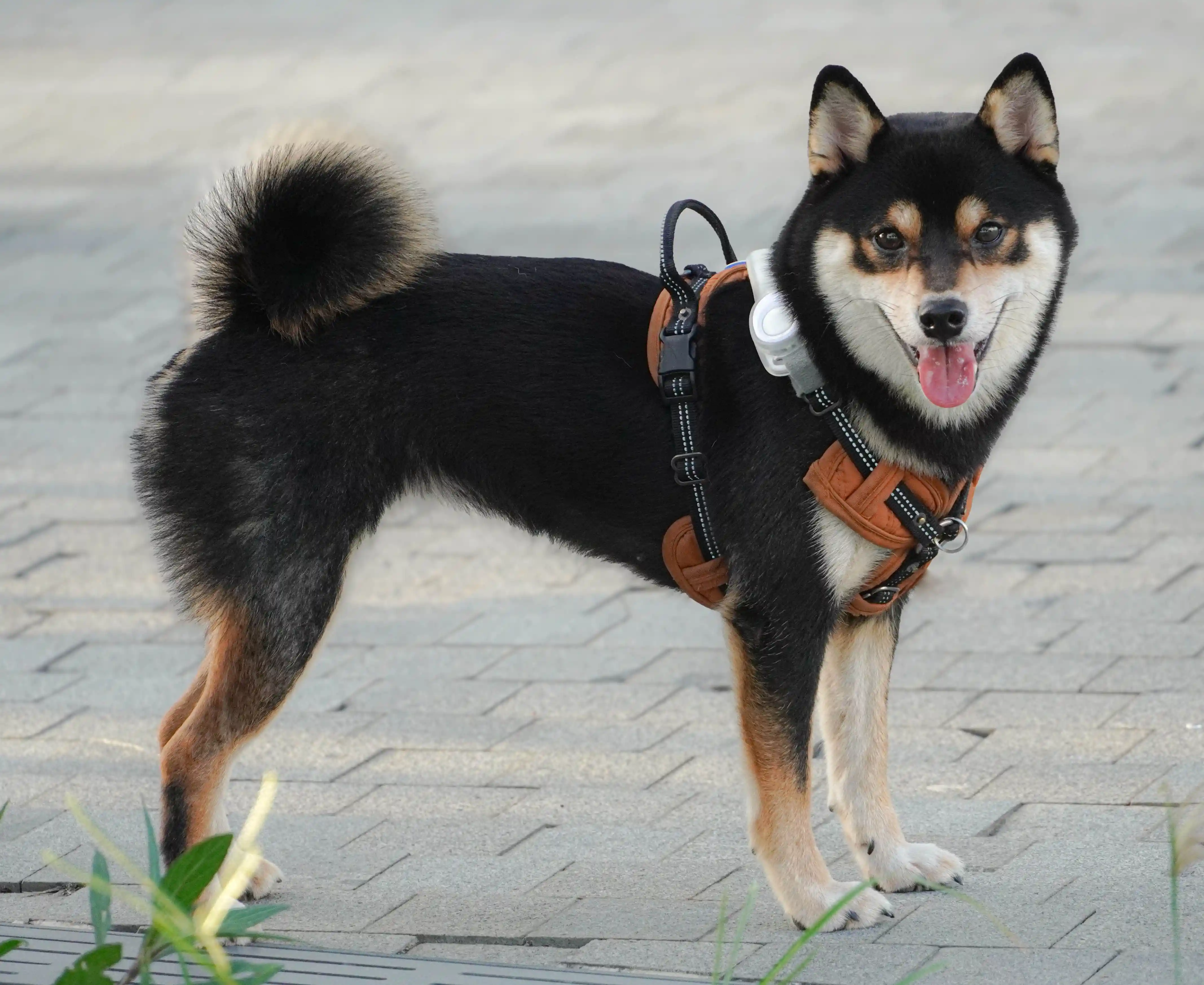 How to Design Personalized Dog Collars in 2026: A Complete Guide