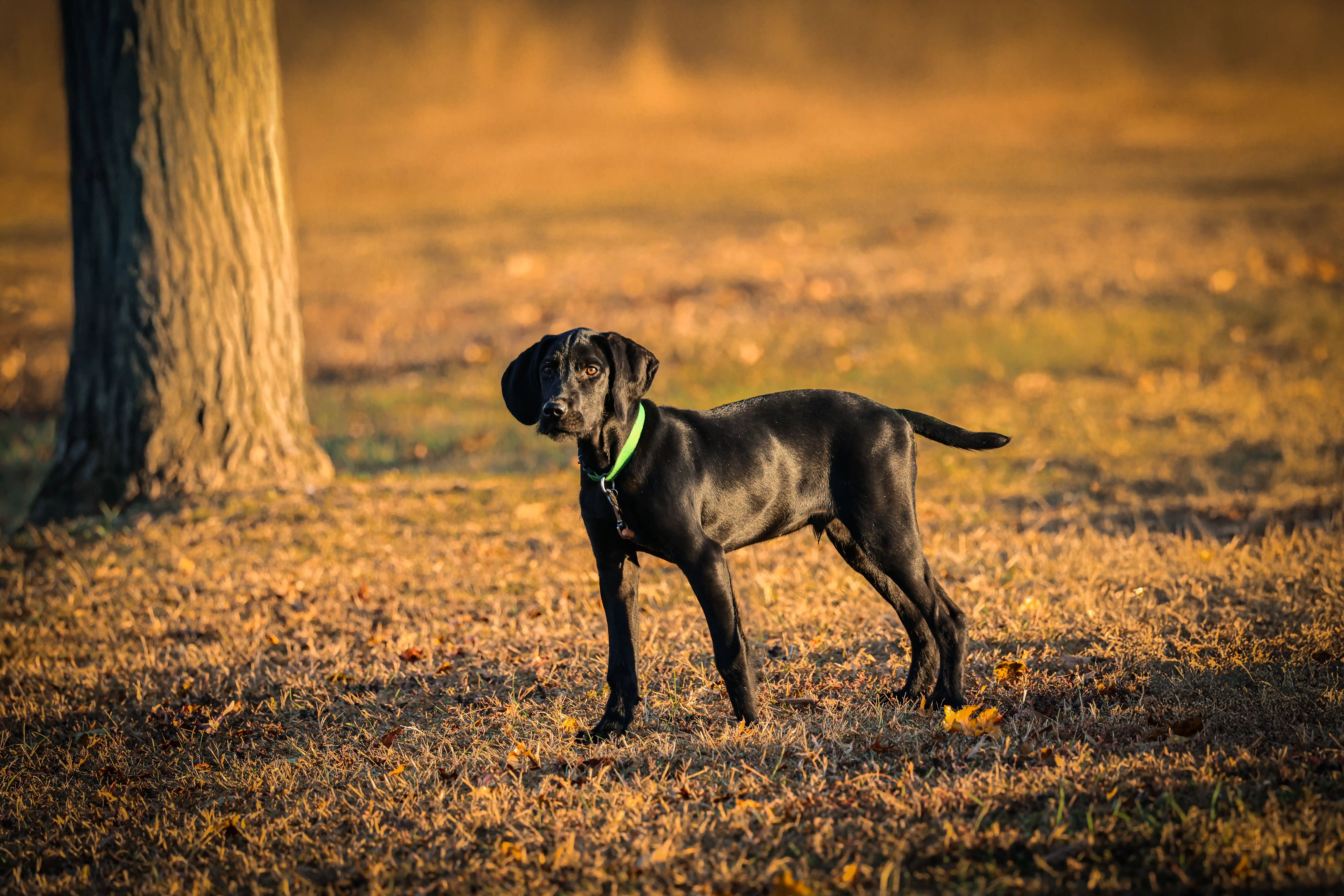 How to Design Personalized Dog Collars in 2026: A Complete Guide
