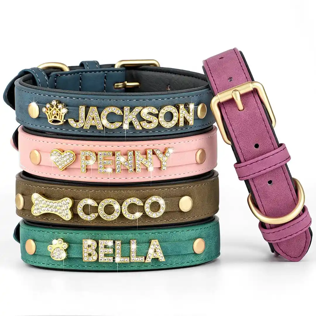 How to Design Personalized Dog Collars in 2026: A Complete Guide
