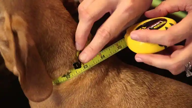 How to Design Personalized Dog Collars in 2026: A Complete Guide
