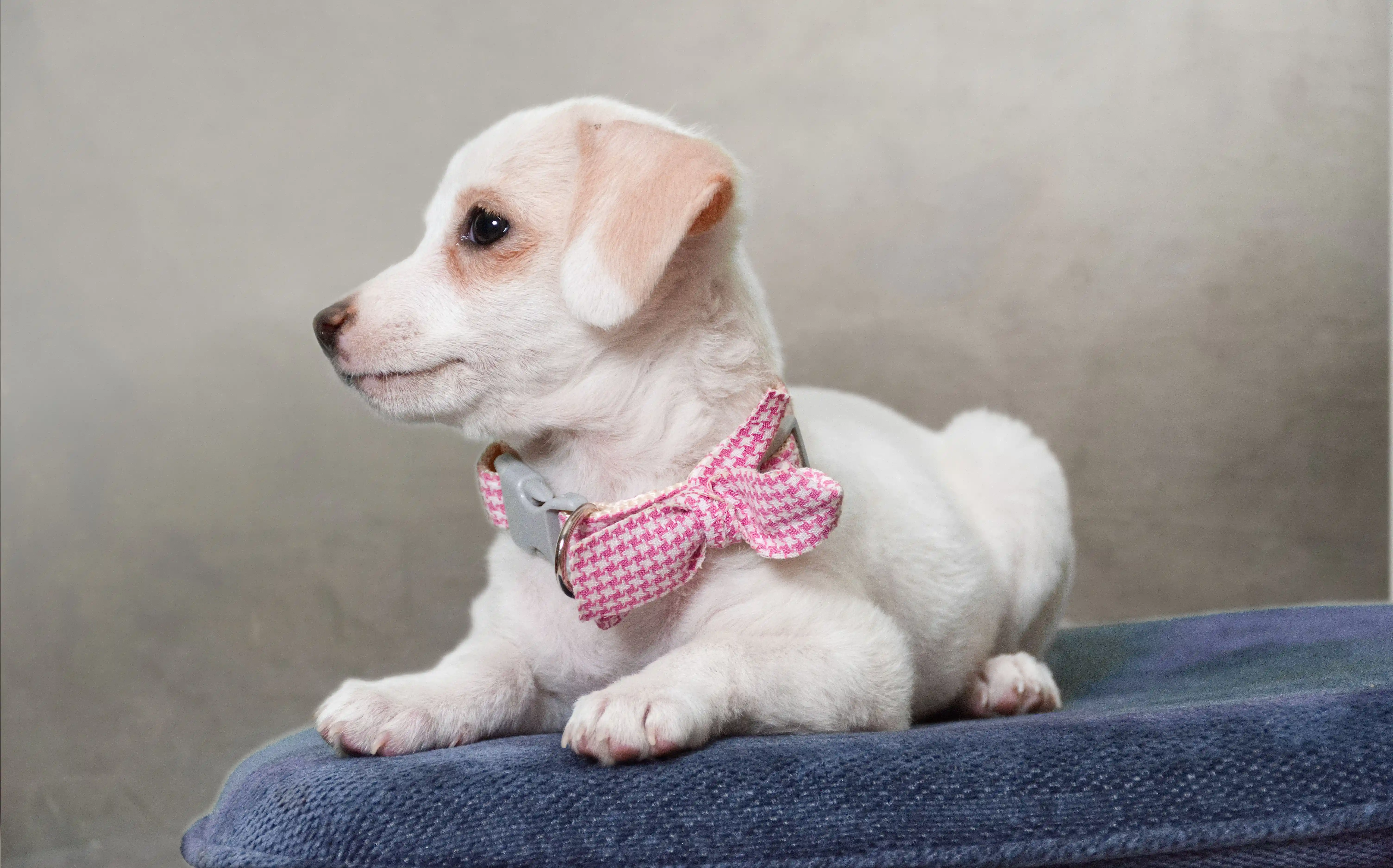 How to Design Personalized Dog Collars in 2026: A Complete Guide