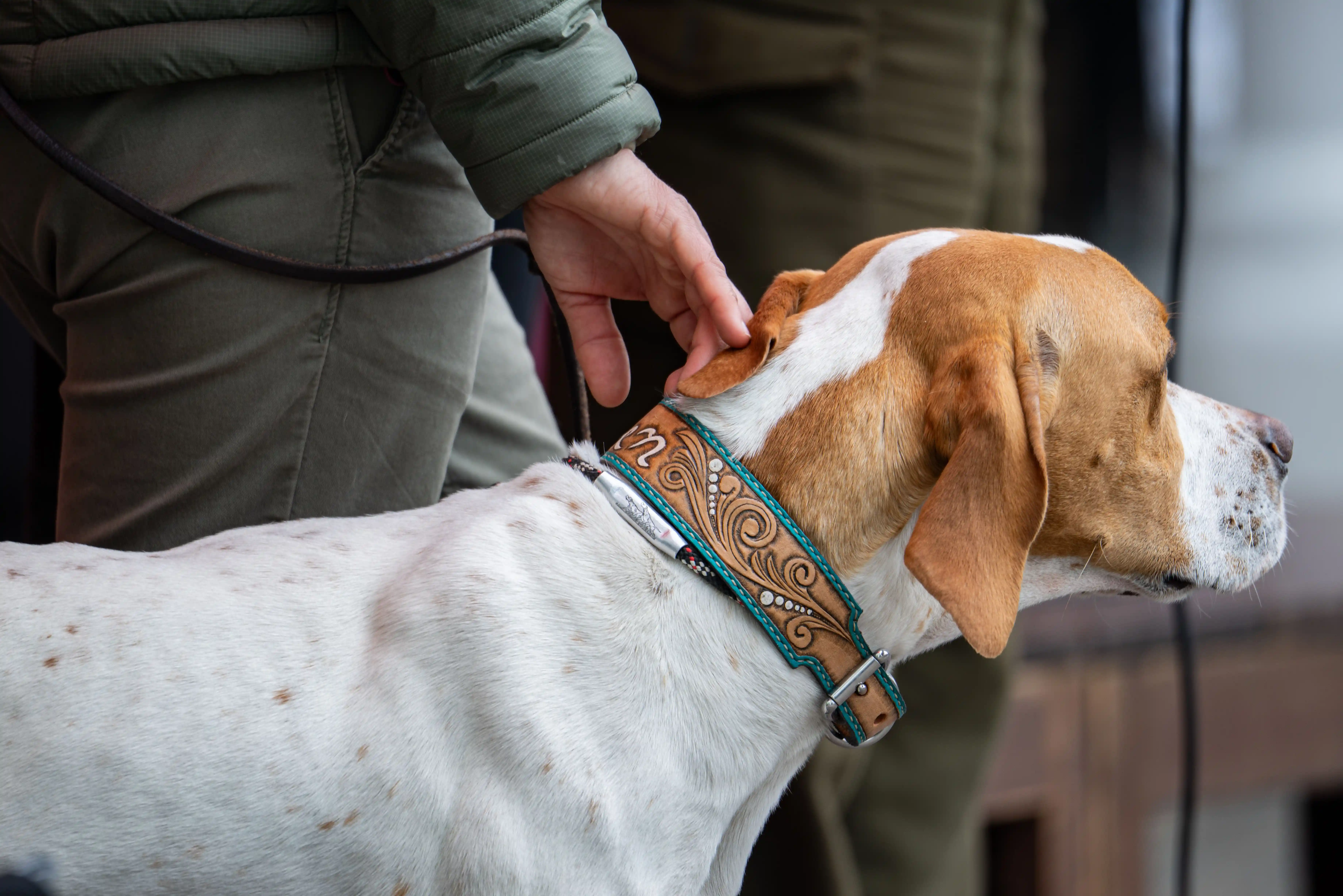 How to Design Personalized Dog Collars in 2026: A Complete Guide