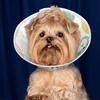 Pet Elizabethan Collar Pet Elizabethan Collar